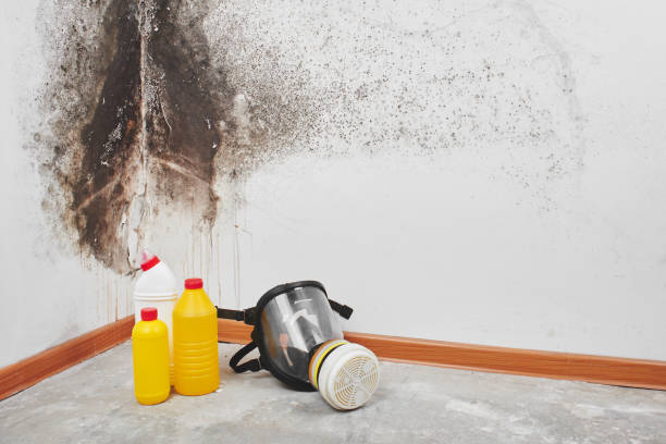 Best Mold Remediation  in Big Bear City, CA