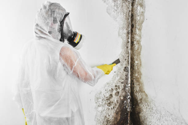 Certified Mold Removal in Big Bear City, CA