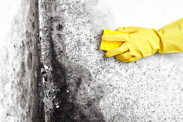 Best Office Mold Removal Services  in Big Bear City, CA