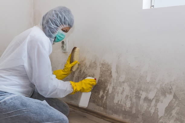 Best Home Mold Removal  in Big Bear City, CA