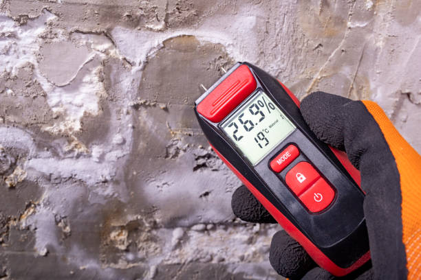 Mold Removal Process in Big Bear City, CA