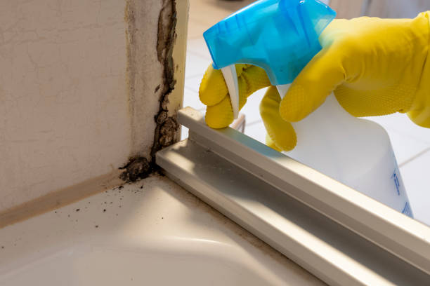 Best Mold Testing  in Big Bear City, CA