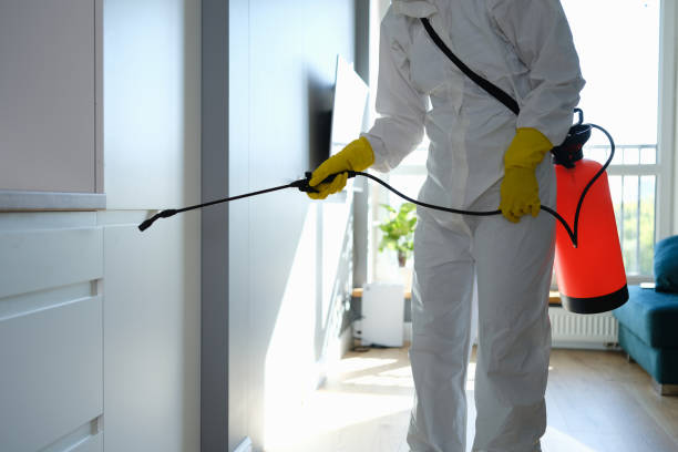 Best Mold Cleaning Services  in Big Bear City, CA