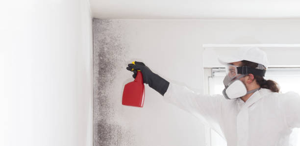 Best Emergency Mold Removal  in Big Bear City, CA