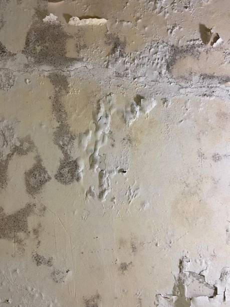 Best Local Mold Removal Service  in Big Bear City, CA