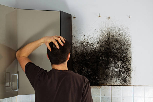Best Residential Mold Removal  in Big Bear City, CA