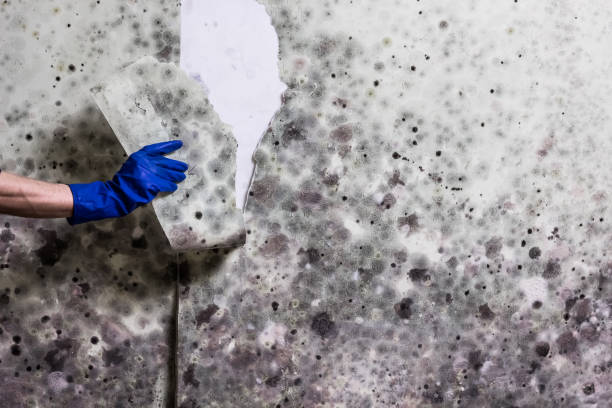 Best Mold Removal Company Near Me  in Big Bear City, CA