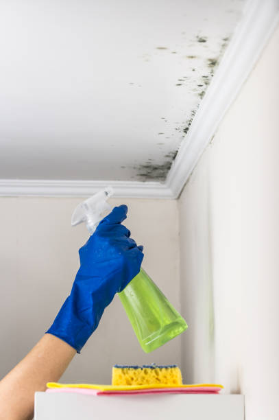Best Same-Day Mold Removal  in Big Bear City, CA