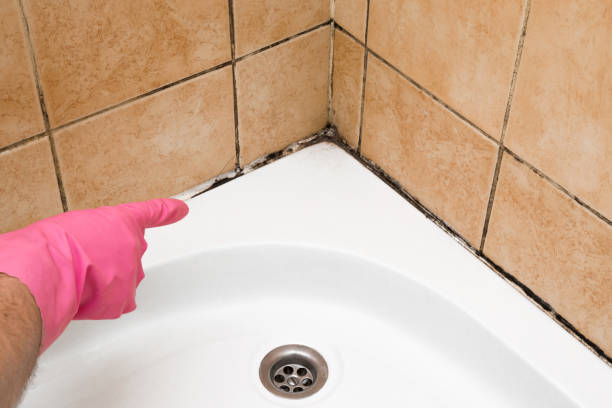 Reliable Big Bear City, CA Mold Removal Solutions